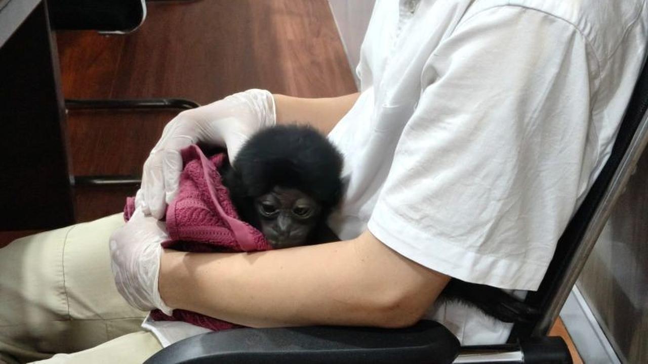 Penangkapan Pedagang Owa Siamang di Pekanbaru: Polisi Buru Jaringan Penjualan Satwa Dilindungi