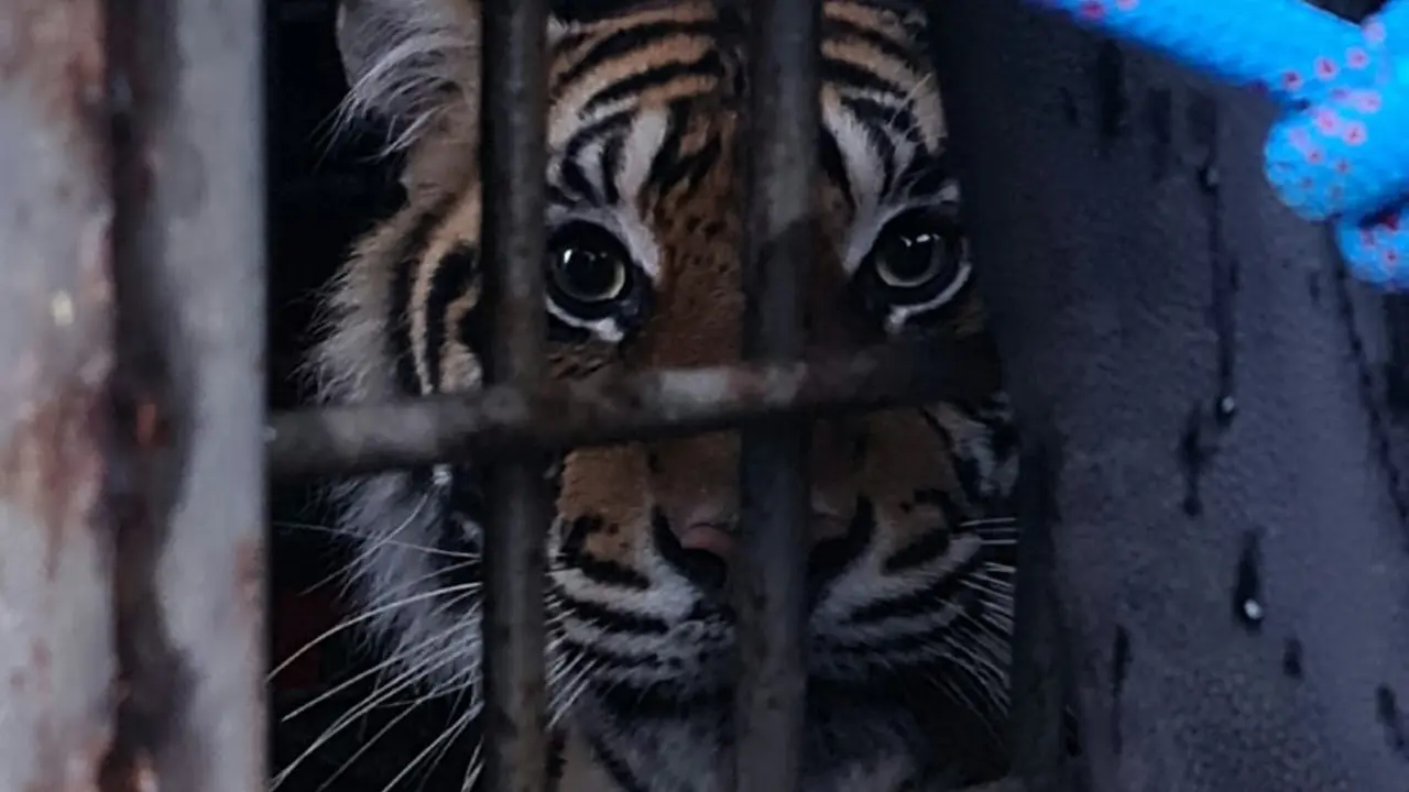 Harimau sumatera