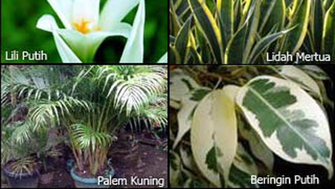 Hati Hati Tanaman Rumah Keluarkan Zat Berbahaya Tekno Liputan6 Com