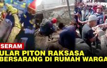 VIDEO: Penampakan Ular Piton Raksasa Bersarang di Rumah Warga di Cilincing