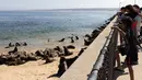 Meskipun singa laut, atau anjing laut bertelinga, sering terlihat di pantai-pantai tertentu di pesisir California, penduduk setempat mengatakan mereka belum pernah melihat begitu banyak mamalia laut berkumpul di Monterey. (Benjamin Fanjoy/Getty Images/AFP)