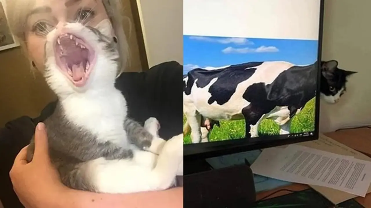 6 Ilusi Optik Kucing Hitam Putih Ini Bikin Kucek Mata, Perlu Lihat Dua Kali