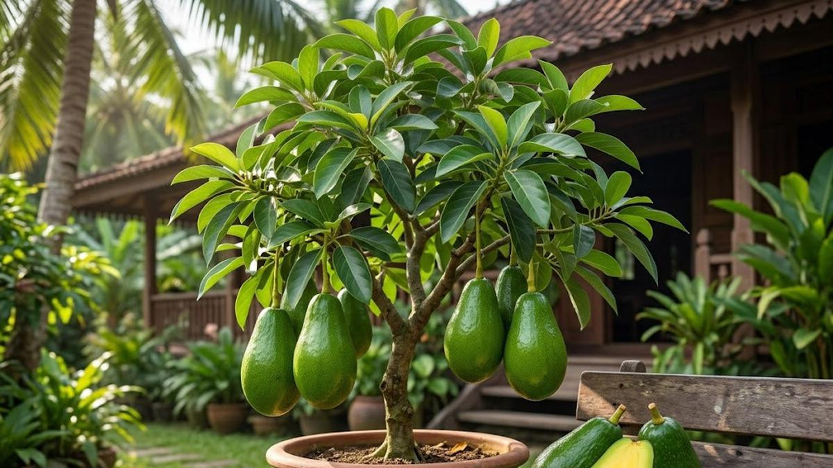 7 Jenis Pohon Alpukat Pendek yang Cocok di Halaman Rumah Sempit, Panen Melimpah di Lahan Terbatas