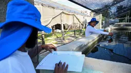 Para pekerja mengukur PH dalam tangki air budidaya ikan Jojo Acuaponics di Havana, pada 18 Oktober 2023. (YAMIL LAGE/AFP)