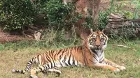 Kebun binatang itu memaparkan, Djelita adalah harimau tertua di antara subspesies manapun yang terdaftar dalam koleksi kebun binatang di AS.