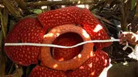 Bunga Raflesia Arnoldi saat diukur diameternya di Dusun Batang Palupuh,  Sumbar. Bunga berumur lima tahun tersebut, mempunyai diameter 72 Cm dan tinggi 21 Cm.(Antara)