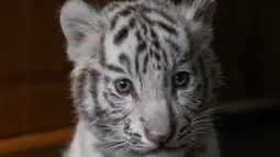 Bayi harimau benggala putih diperkenalkan ke publik di Yunnan Wildlife Zoo, Yunnan, China, 12 Oktober 2018. Tiga bulan lalu, harimau benggala putih di Yunnan Wildlife Zoo melahirkan tiga anak kembar lucu bermata biru. (FRED DUFOUR / AFP)