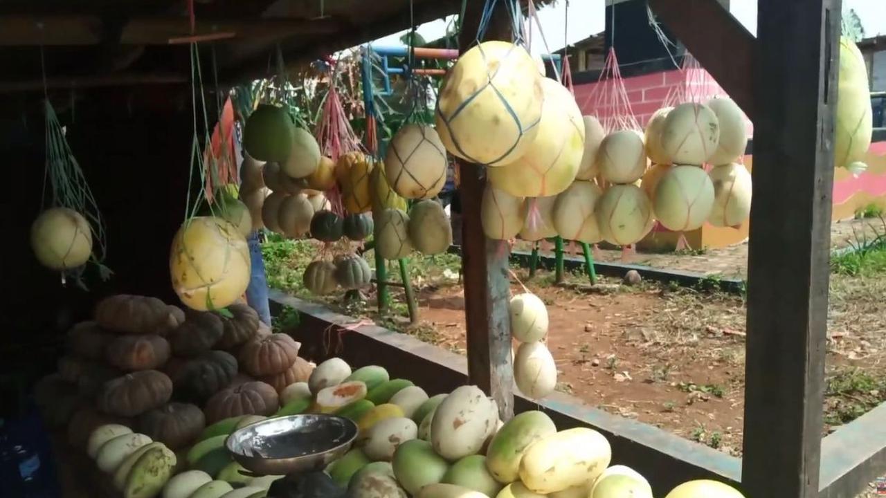 Jadi Wisata Petik Timun Suri
