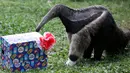 Trenggiling mencoba membuka kotak setelah hewan di kebun binatang Cali menerima hadiah makanan sebagai bagian dari perayaan Natal tradisional, di Kolombia pada Senin (20/12/201). (Paola MAFLA / AFP)