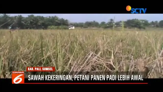 2 Bulan Dilanda Kekeringan, Produksi Padi di Desa Ini Berkurang