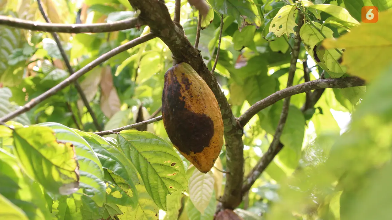 Kakao Gorontalo
