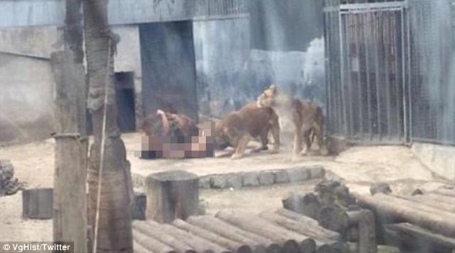 Singa-singa sedang menyerang pria dengan brutalnya | Photo: Copyright dailymail.co.uk