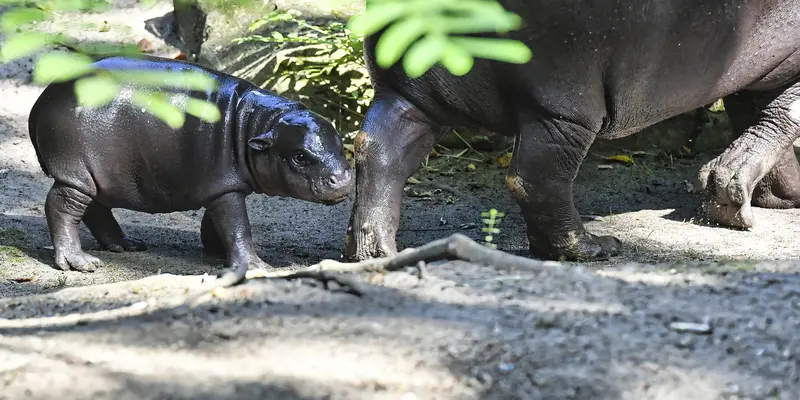 Debut publik Bayi kuda nil kerdil di Kebun Binatang Berlin