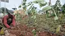 Pekerja menanam rumput saat menyelesaikan proyek revitalisasi Taman Danau Sunter, Jakarta, Senin (9/3/2020). Revitalisasi ini untuk mengubah lahan kosong sekitar Danau Sunter menjadi area pembibitan tanaman, taman interaktif warga, dan destinasi wisata air terpadu. (merdeka.com/Iqbal Nugroho)