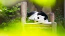 Panda raksasa Yi Yi tertidur saat perayaan hari ulang tahun (HUT) ke-2 dirinya di Kebun Binatang Nasional Malaysia, Selasa (14/1/2020). (Xinhua/Zhu Wei)