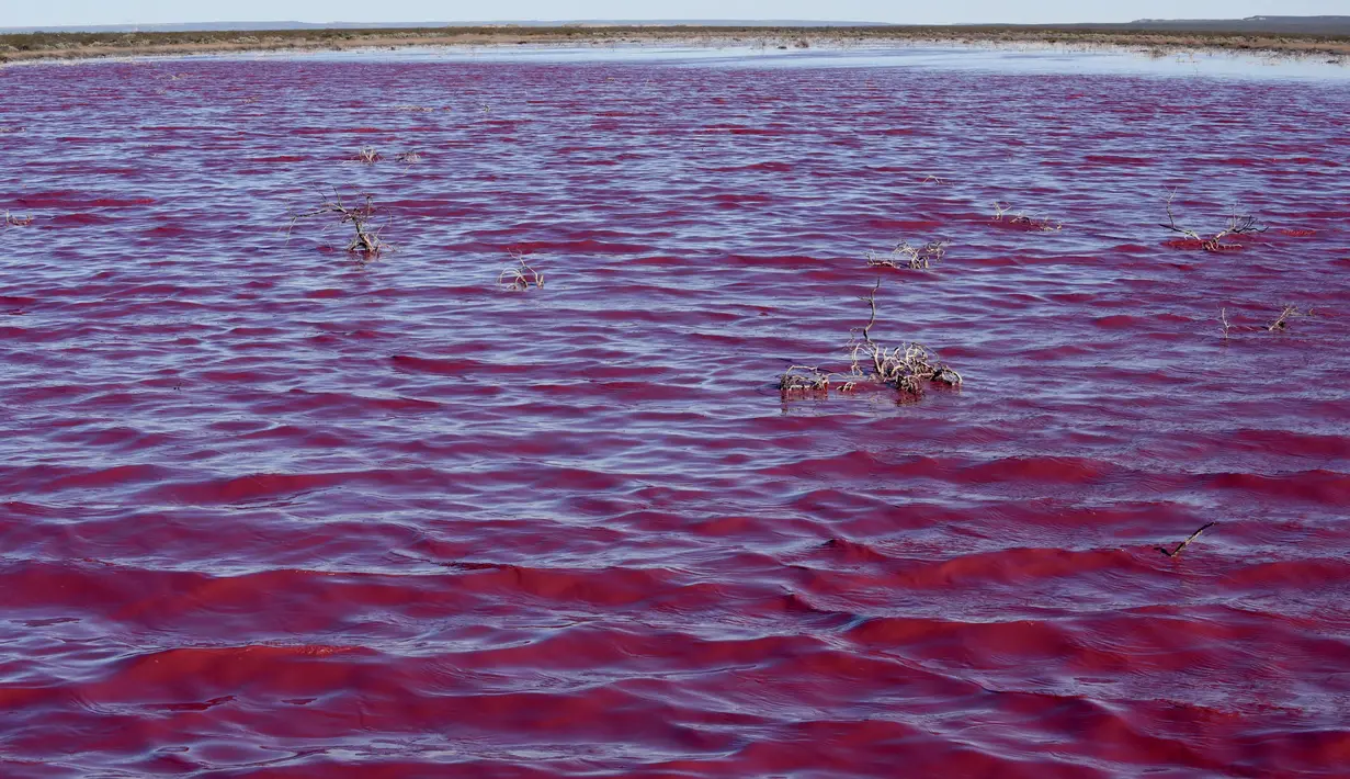 Pemandangan dari laguna yang berubah menjadi merah muda karena limbah industri perikanan, di provinsi Patagonian, Chubut, Argentina, pada 23 Juli 2021. Namun mereka menegaskan cairan yang dibuang tidak akan menyebabkan kerusakan dan akan hilang dalam  hitungann hari. (DANIEL FELDMAN / AFP)