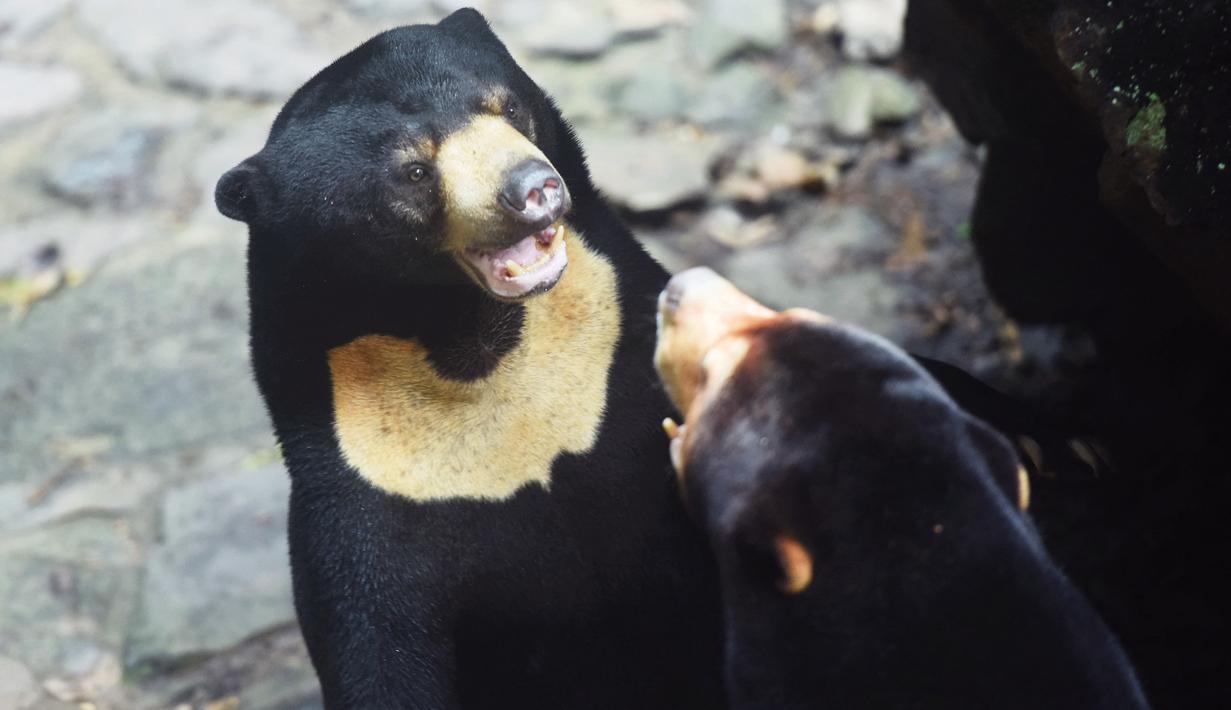 Sebuah kebun binatang di China timur membantah dugaan bahwa beberapa beruangnya adalah manusia yang mengenakan kostum. (STR / AFP)