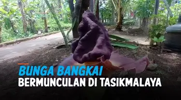 BUNGA BANGKAI BERMUNCULAN DI TASIKMALAYA, ADA YANG DI PEKARANGAN RUMAH WARGA