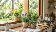 7 Tanaman yang Bisa Diletakkan di Dapur untuk Mengusir Kecoa, Cantik Sekaligus Berguna