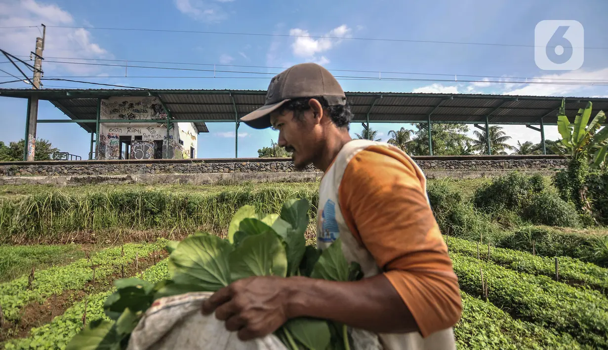 Aktivitas petani di sekitar Stasiun Pondok Rajeg, Cibinong, Kabupaten Bogor, Kamis (12/8/2021). Proyek reaktivasi atau pengaktifan kembali Stasiun Pondok Rajeg ditargetkan dapat dioperasikan pada 2022. (merdeka.com/Iqbal S. Nugroho)