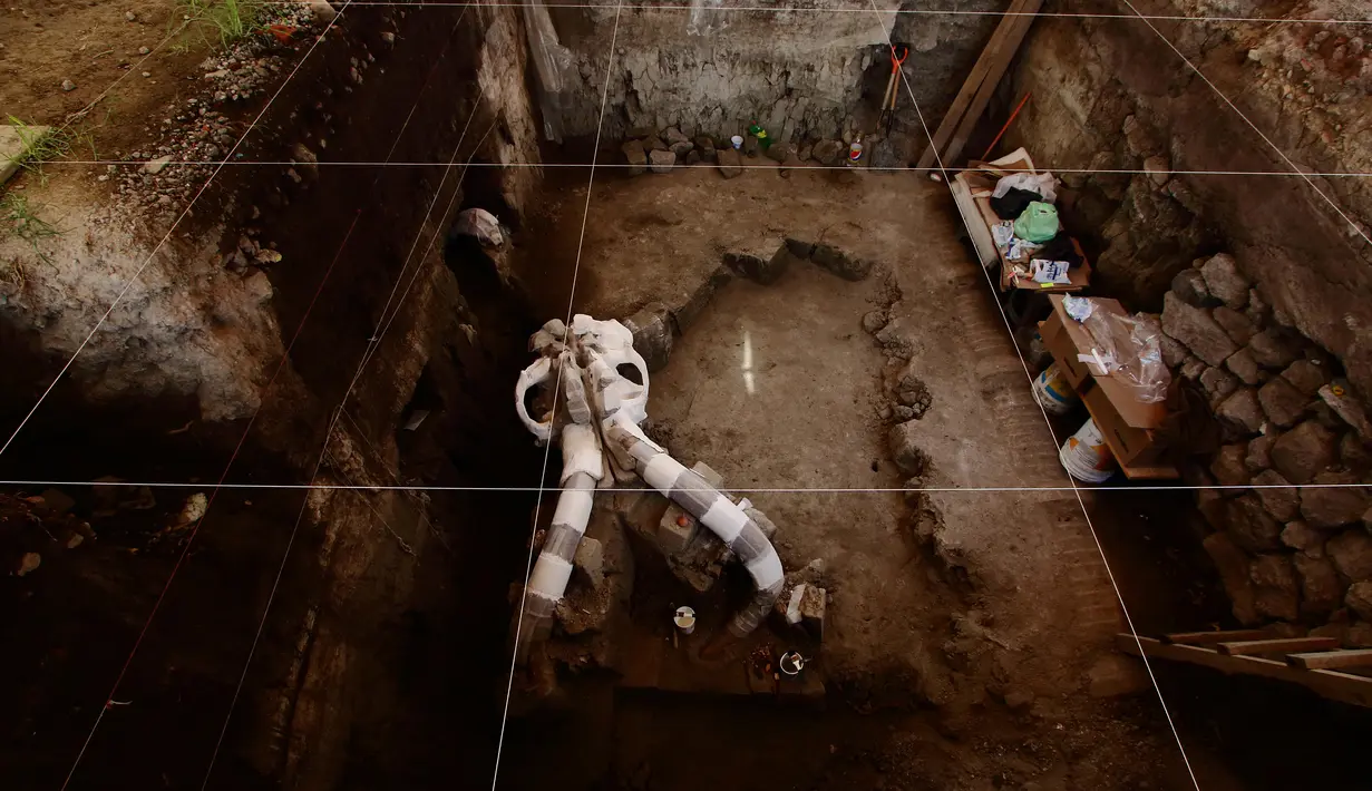 Bagian dari kerangka mammoth berusia 12.000 - 14.000 tahun, yang ditemukan di Desa Tultepec, dekat Mexico City, 24 Juni 2016. Saat ditemukan, mammoth itu memiliki lebar kepala 90 cm lengkap dengan 10 kaki gading yang melengkung. (Hector GUERRER /AFP)