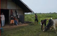 Mengenal Sistem Adat Mawah di Aceh, Akad Kerja Sama dalam Pengelolaan Lahan