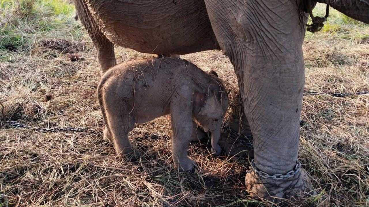 Kelahiran Anak Gajah Sumatera Jadi Kado HUT ke-81 RI