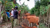 Makelar Tawar Sapi Milik Pengungsi Gunung Agung Cuma Rp 4 Juta