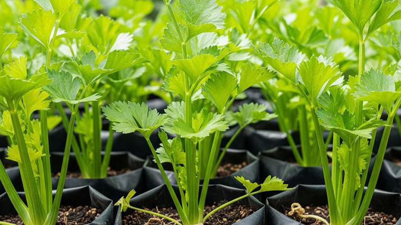7 Jenis Tanaman Dapur di Kebun Mini yang Tidak Membutuhkan Banyak Air, Praktis dan Mudah Dirawat di Rumah