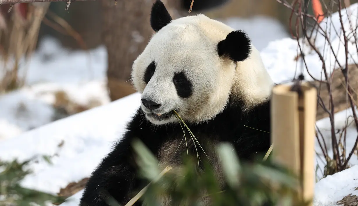 Seekor panda raksasa menyantap bambu di Rumah Panda Xining yang diselimuti salju di Xining, ibu kota Provinsi Qinghai, China barat laut, pada 21 November 2020. (Xinhua/Wu Gang)