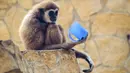 Seekor siamang mengamati gelas kosong usai meminum teh hangat di kebun binatang Debrecen, Hungaria, Rabu (25/1). Pihak pengelola bonbin memberikan minuman hangat kepada para hewan untuk menghangatkan tubuh saat udara dingin. (Zsolt Czegledi/MTI via AP)
