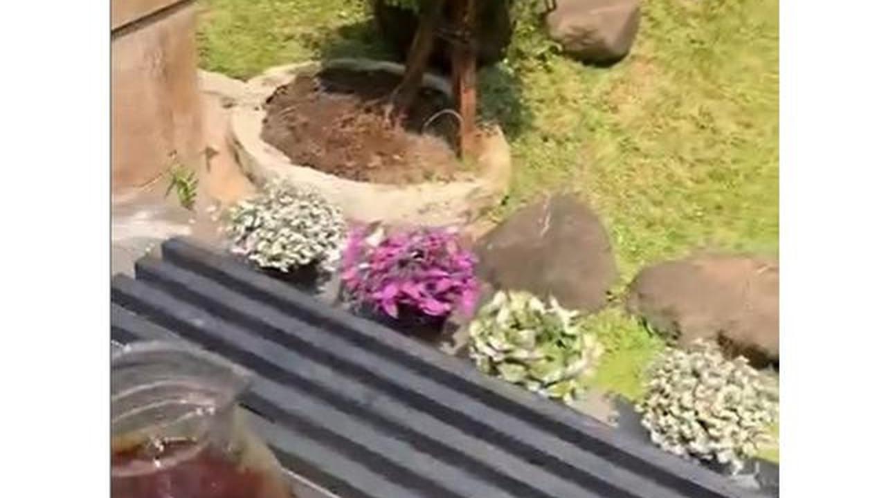 7 Potret Teras Depan Rumah Anji, Halaman Dipakai Berkebun dan Budidaya Sirih China