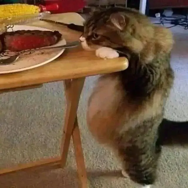 10 Potret Lucu Kucing Berdiri dengan Dua Kaki Ini Gemas Banget