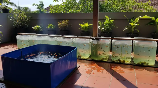 5 Keuntungan Ternak Ikan Hias di Galon dan Terpal, Lebih Hemat dari Kolam Semen
