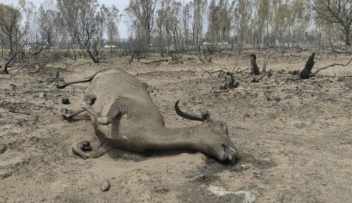 Bangkai hewan tergeletak di tanah setelah kebakaran hutan di taman nasional El-Kala, di wilayah El Tarf, dekat perbatasan utara Aljazair-Tunisia, Kamis (18/8/2022). Kebakaran yang melanda di hutan Aljazair timur telah menewaskan sedikitnya 26 orang, menurut untuk "laporan sementara" oleh menteri dalam negeri negara Afrika utara itu. (AP Photo/Mohamed Ali)