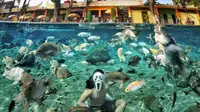 Keberadaaan kolam dengan air yang jernih di kaki Gunung Merapi ini memang memberikan pesona yang berbeda saat snorkeling atau free diving.