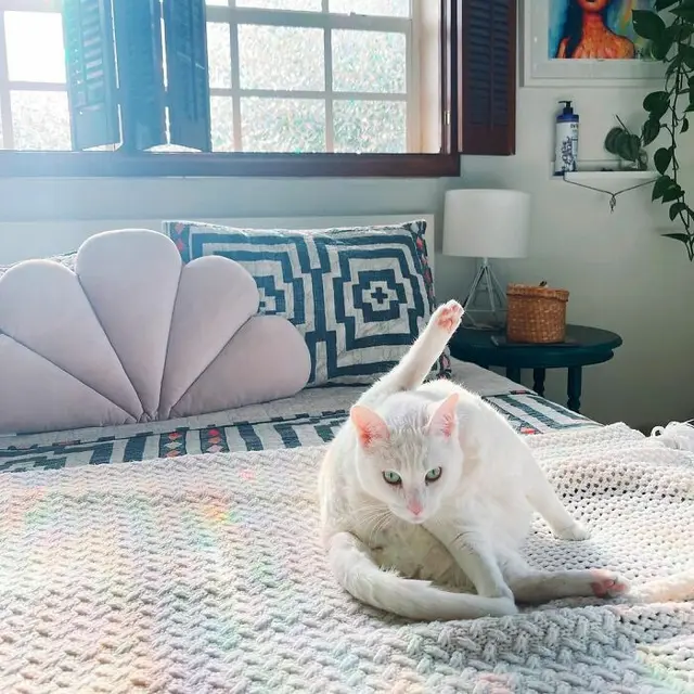 Kenalkan Tuna, Kucing Menggemaskan yang Akrab dengan Tukang Antar Paket
