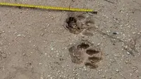 Jejak kaki diduga milik harimau sumatera (Istimewa)