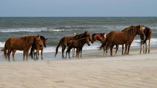 Assateague Island, Maryland
