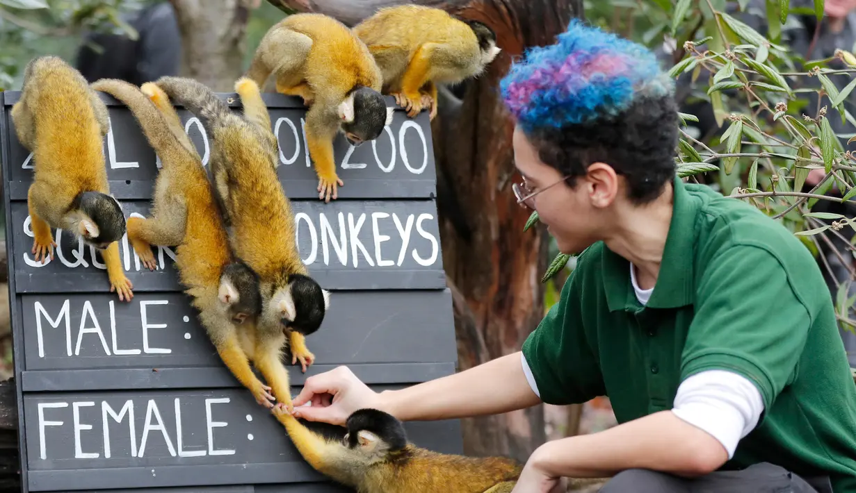 Penjaga menghitung jumlah monyet tupai saat melakukan sensus tahunan di Kebun Binatang ZSL London, Inggris, Kamis (2/1/2020). Kebun Binatang ZSL London melakukan sensus tahunan terhadap lebih dari 500 spesies. (AP Photo/Frank Augstein)