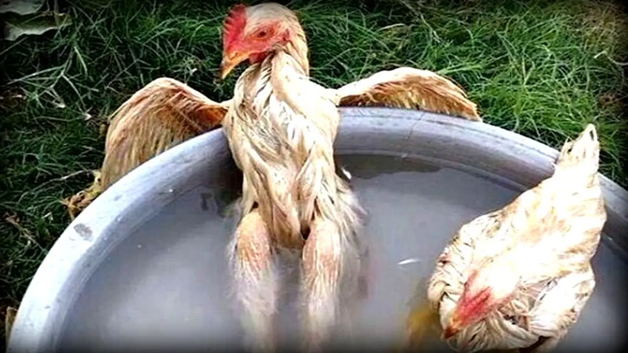 Pose Seksi Ayam Saat Berendam Buat Ngakak Netizen