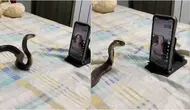 Video ular sedang asyik menonton live TikTok ini serius banget. (Sumber: TikTok/venocobra)