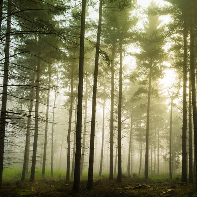 Cegah Bencana Alam Hutan Pinus Sewu Ditanami Seribu Jenis
