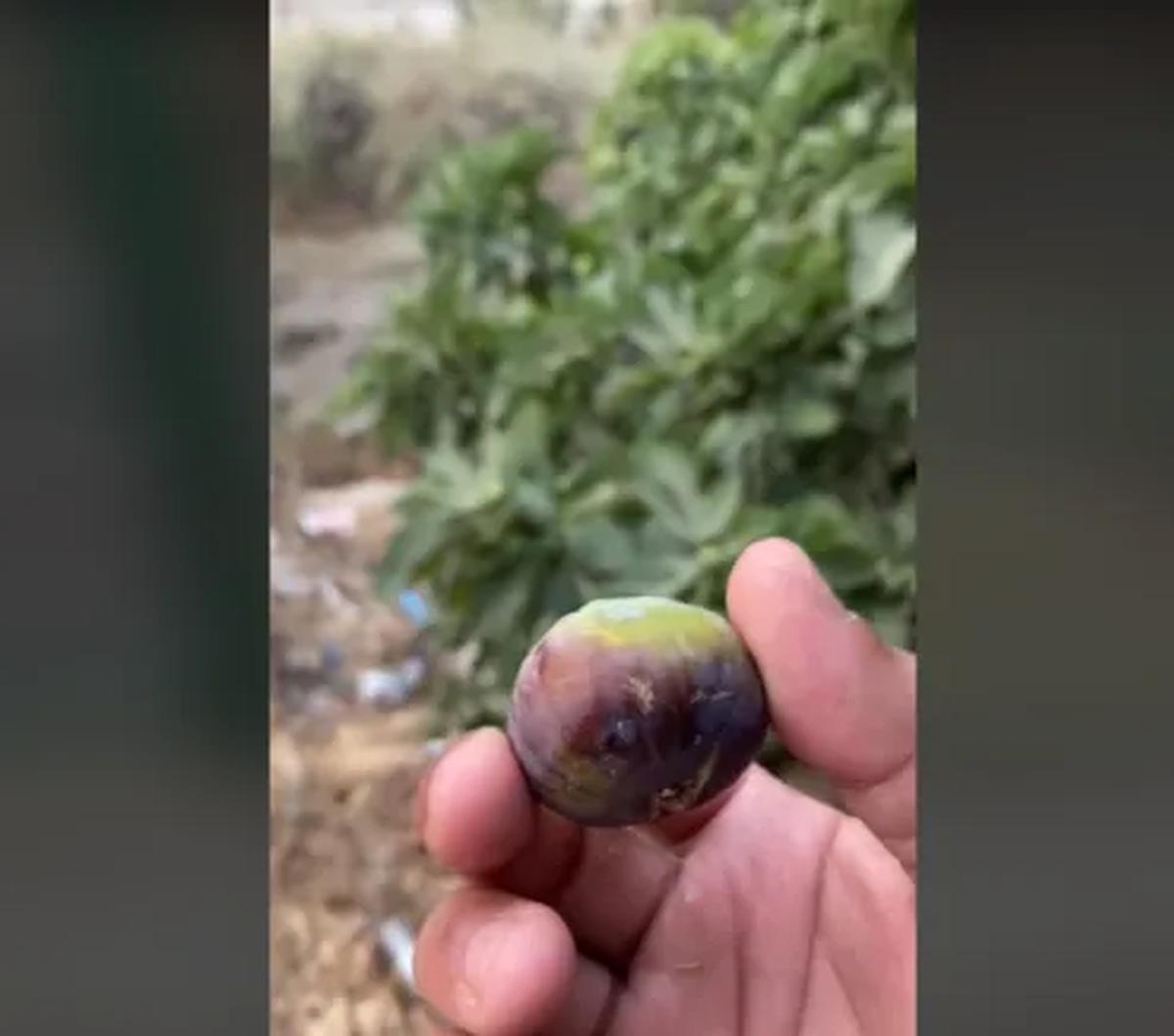 Bagi sebagian orang mungkin sudah mengetahui apa itu buah dari Surga. Namun, ada pula yang belum mengenal buah tersebut. Buah dari Surga tersebut adalah buah Tin (Ficus carica). <br>