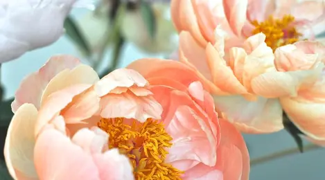 Mengenal Makna Di Balik Bunga Peony Lifestyle Fimela Com