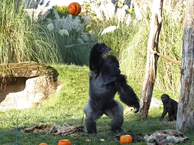 Seekor gorila melempar labu ke udara saat pemotretan merayakan Hari Halloween di Kebun Binatang London, Inggris, Kamis (25/10). (Yui Mok/PA via AP)