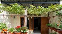6 Inspirasi Kebun Buah Gantung di Teras Rumah untuk Hunian Minimalis yang Produktif