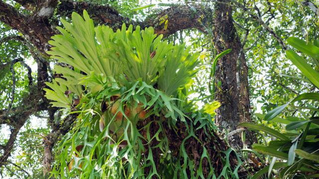 ilustrasi tanduk rusa