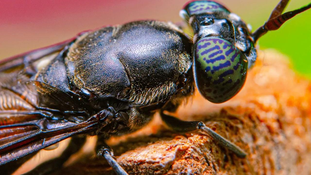 Kepala Asosiasi Black Soldier Fly Indonesia Agus Pakpahan mengatakan lalat tentara hitam atau black soldier fly bisa memerdekakan manusia dari permasalahan sampah sisa makanan.