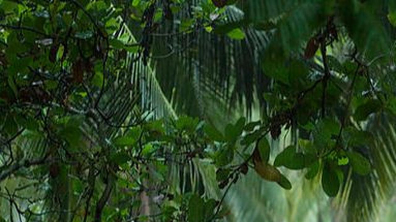 Misteri Paititi, Kota Inca Penuh Emas yang Hilang di Belantara Hutan Amazon